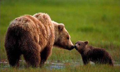 Mother grizzly bear and cub